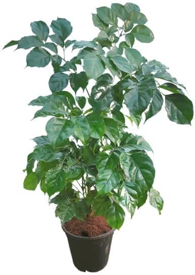 Garden Art Live Indoor Plant Radamachera SInica 2-3 ftTall Medium Size Plant in 15cm Grower's Pot | Pack of 1 Plant, Air Purifying | Elegant Evergreen Plant to Decor Home and Garden (China Doll)