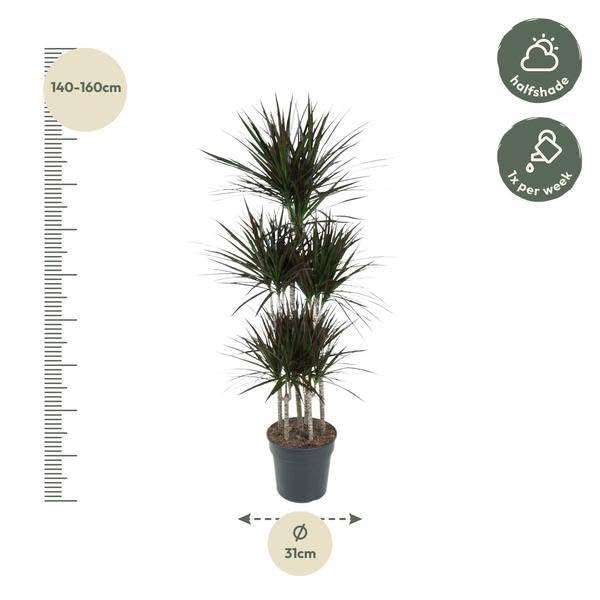 Dracaena - Giostra magenta, 150 cm, ø31