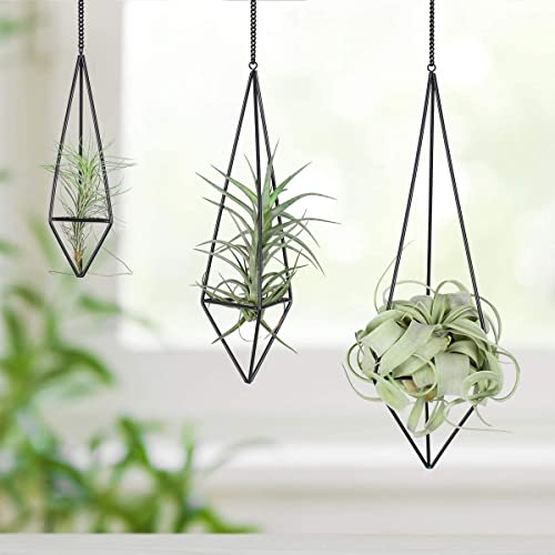 Ecosides 3er-Set Hängender Luftpflanzenhalter, Himmeli für Tillandsia Metall Luftpflanzenständer Luftpflanzenständer Freistehender Behälter Pyramidenblumentopf mit Ketten Wohnkultur für Wand Decke Cover