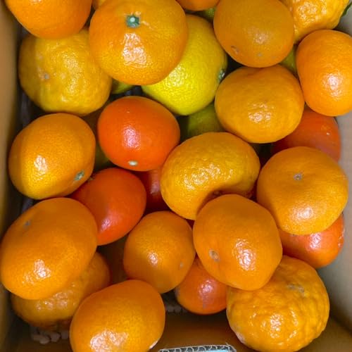 �y�I�ʗ��� �󂠂�i�z�F�{���Y ���k�� �l�ߍ��킹 10�s������ �K�i�O�y003�z���k �o���G�e�B�[�Z�b�g�T�C�Y�s���� �󂠂� �ƒ�p �����p�s�� �t���[�c