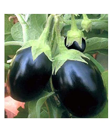 Plantogallery® F1 Hybrid Brinjal Round Seeds, Small Pack (B09H49173H) Amazon Price History, Amazon Price Tracker