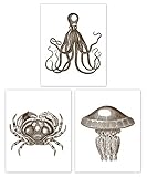Din A4 Kunstdruck 3-teilig - Krake Qualle Maritim Vintage 