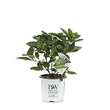 Cityline Rio Bigleaf Hydrangea (Macrophylla) Live Shrub, Blue, Pink and Purple Flowers, 1 Gallon