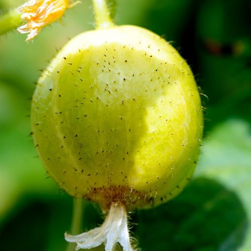 semillas de pepino limón orgánicas - pepino limón pepino pepino pepino, plantas resistentes en maceta balcón resistentes 100pcs