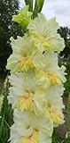 Aachondra 50pcs Semillas de flores de gladiolo amarillo blanco