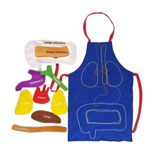 Tablier d'organes en 3D éducatif et anatomique pour l'école et la maison