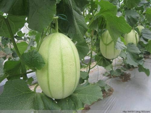 Amazon Co Jp 100個ミックスマスクメロンの野菜 鉢植えの植物 家庭菜園 簡単な果物や野菜盆栽のメロンを栽培する スカイブルー Diy 工具 ガーデン