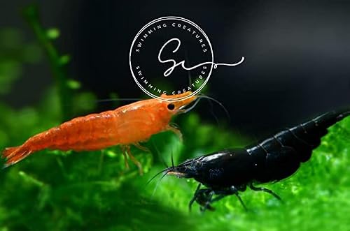 Swimming Creaturesâ„¢ Premium High-Grade Neocaridina Freshwater Aquarium Shrimp Live (5 Orange Sunkist 5 Chocolate Black)