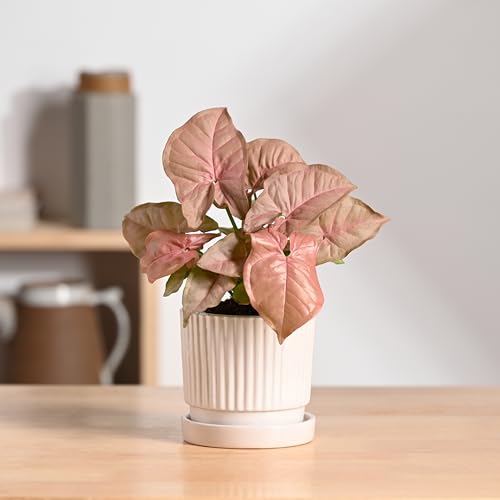 Image of UGAOO Roma Ceramic Pot |Indoor Ceramic Planter for Home, Office, Garden, Balcony - White (4 Inch)