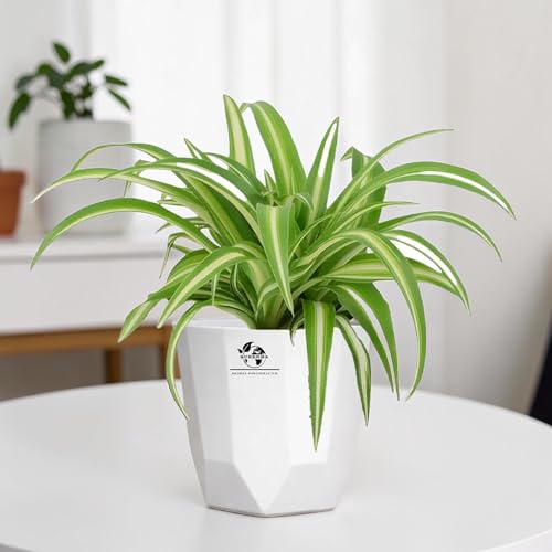 Best Artificial Hanging Plants for Your Home 66 Surekha Agro Spider Indoor Plant for Living Room (Green) | Live P...