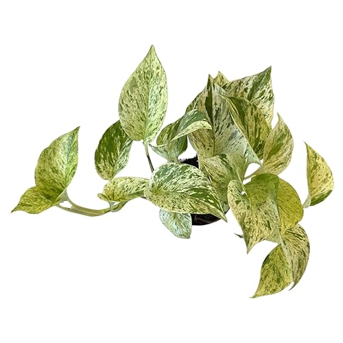 Hopewind Plants Shop Pothos Live Indoor Plant, 4 inch Pot, Variegated White and Green Leaves - Easy to Care for - Perfect for Indoor and Outdoor Home Decor, Office, and Gift (Snow Queen Pothos)