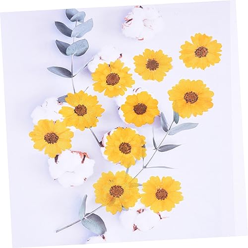 Flores secas margarita reales 24 piezas para manualidades miniatura 5