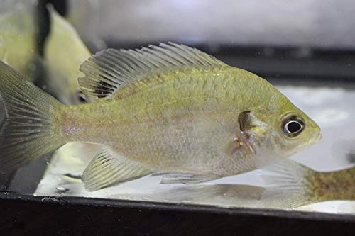 bluegill 10 Pack Live 1-2 inch Fish