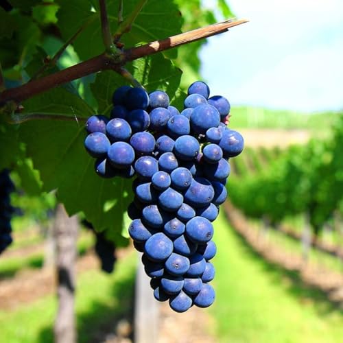 Muda Frutífera de Uva Tercy Bordô Enxertada