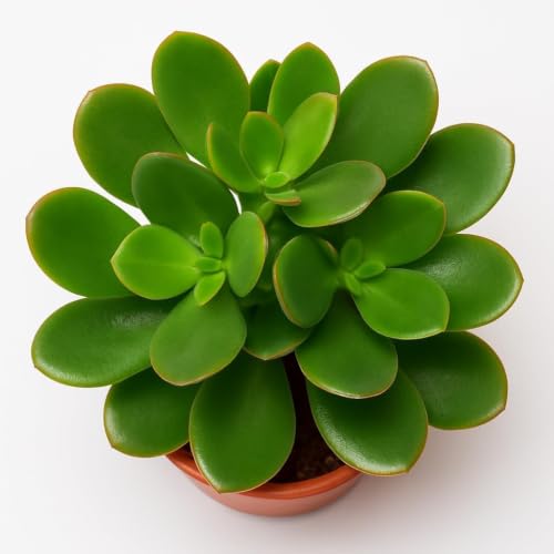 Image of Original Kuberakshi Jade Plant (Crassula Ovata) with Pot | Lucky Money Plant Indoor Succulent | Vastu Feng Shui Good Luck Tree for Home Office Decor | Easy Care Live Plant Pack of 1