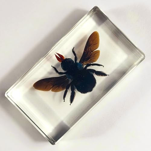 Image of 2.9 inch Real Blue Carpenter Bee Xylocopa Caerulea in Crystal Clear Lucite Resin Specimen Preserved Insect Taxidermy Collection for Biology Science Education & Desk Ornament Display Supplies Paperweight