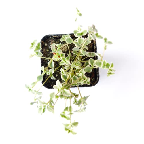 Succulents Box Little Missy Ground Cover