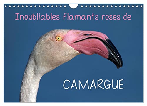 Inoubliables flamants roses de Camargue (Calendrier mural 2023 DIN A4 horizontal)