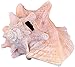 Shore Decor: Pink Bahama Queen Conch Shell - 6-8 Inch Conch Shell All-Natural Conch Shell for Home Decor, Events, Parties and Crafting - Pink Conch Shell