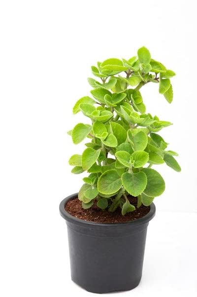 Desi Gardeners Ajwain Herb live plant with 4 Inch pot (B0BZ8XCKH9) Amazon Price History, Amazon Price Tracker