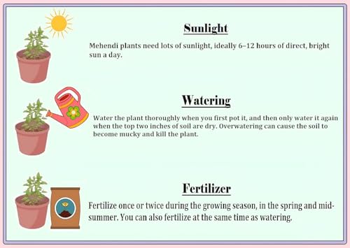 Image of Live Tulsi Live Plant With Pot - Holy Basil for Home Garden and Pooja - Krishna Tulsi, Green With Pot