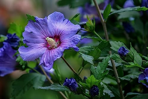 The Royal Gardening Transform Your Garden with Beautiful Blue Hibiscus Grafted hybrid Live Flower Plant for Perfect Addition to Your Home Garden