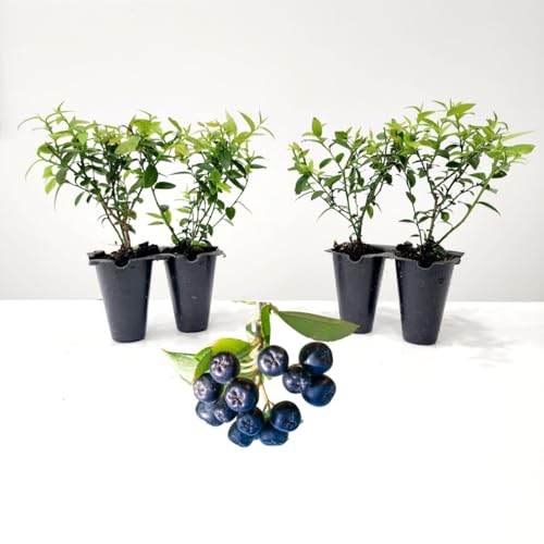 Pink Lemonade Blueberry (Top Hat)