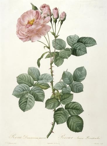 Affiche Rosa Damascena par Pierre Redouté impression sur toile moderne pour salon 60x90cm