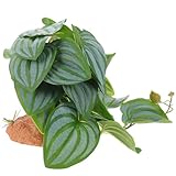 ERINGOGO 爬虫類ケージ用人工植物テラリウム装飾 ベース付き設置簡単 鮮やかなグリーン 魚 亀 両生類の生息地に ペットの休息 遊び場に自然