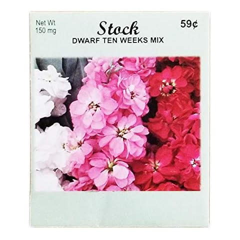 Set of 100 Flower Seed Packets! Flower Seeds in Bulk (100, Stock Dwarf Ten Weeks Mix) Cover