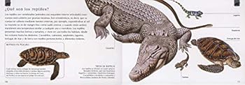 Paperback REPTILES Y ANFIBIOS (Spanish Edition) [Spanish] Book