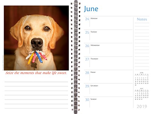 Dogma 2019 18-Month Weekly Planner
