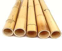 bambus-discount.com 1x Bambusrohr 200cm Moso gelb Gebleicht mit dickem 8,8-10cm Durchmesser - 2m XL Bambusstangen als Baumaterial verwenden – Ansicht 2