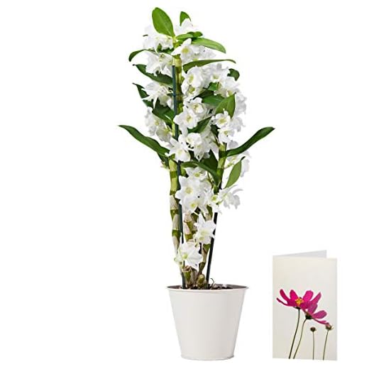 White Dendrobium Orchid Plant Delivered | Free UK Delivery | Pot Included | FREE Personalised Card & Message | Our Orchids are the Perfect Indoor House Plants | An Ideal Fresh Flower Gift for the Home