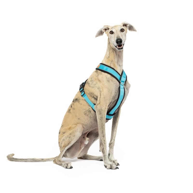 Reflektierendes Hundegeschirr in Y-Form, ideal für Lebreles: Italienischer Windhund, Whippet, Windhund, Podenco - sicher, atmungsaktiv und langlebig, perfekt zum Training und Laufen, Himmelblau, M