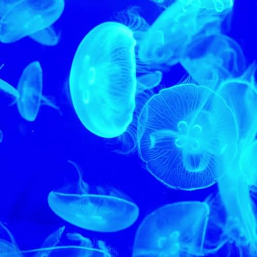 ミズクラゲ 直径5cm±｜海水生体・クラゲ｜癒やしの浮遊感・定番種｜Aurelia coerulea｜MASUKO出荷｜ (1匹)