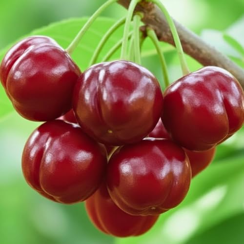 7 Months Old Dwarf Barbados Cherry Tree Live Plant, Fast-Growing and High Yielding Sweet Fruit, Edible Fruit Bearing Tree for The Patio and Garden, No Pot, 4-8' in Tall