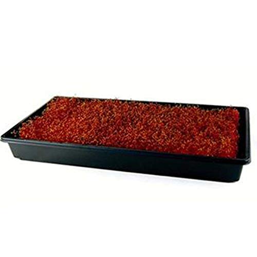 Red Garnet Amaranth Microgreens Seeds - Bulk Seed For Growing Micros, Indoor Gardening, Micro Greens Salad (1 Lb) #TOP3