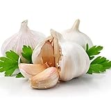 PERZOE 200 piezas de semillas de ajo, vegetales cultivados, jardín de hierbas, granja, patio, balcón, planta de bonsái Semillas de ajo