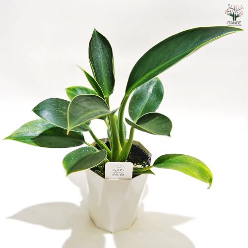 ITANSE フィロデンドロン グリーンプリンセス 4号 1個売り【品種で選べる観葉植物】学名:Philodendron 'Green Princess'/サトイモ科 非耐寒性常緑多年草●フィロデンドロンの中でも小型の品種です。光沢のある濃いエメラルドグリ
