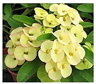 JS STOCKS Richyards Live Euphorbia milii yellow plant With Pot - Decorative Outdoor Plant, Green, (JS/Sto/pla/134) (B09D8HD8M1) Amazon Price History, Amazon Price Tracker