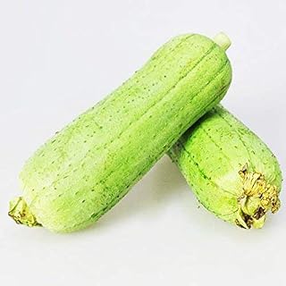 Luffa Seeds 10g Gourd Loofah Long Smooth Sponge Melon Garden Vegetable Organic Chinese Green Fresh Climbing Herb Seeds for Planting Outdoor for Cooking Dish Soup Easy to Grown (Loofah Seeds)