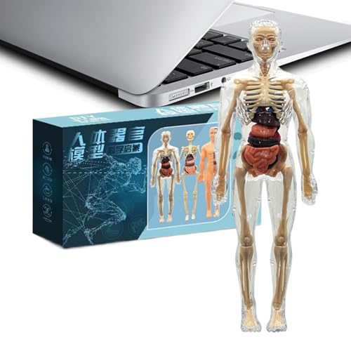 Tktouci Modelo del Cuerpo Humano para Niños - Modelo Anatómico 3D con Músculos para Niños - Juguetes Educativos para Aulas Escolares Biblioteca Hogar y Actividades Grupales Infantiles