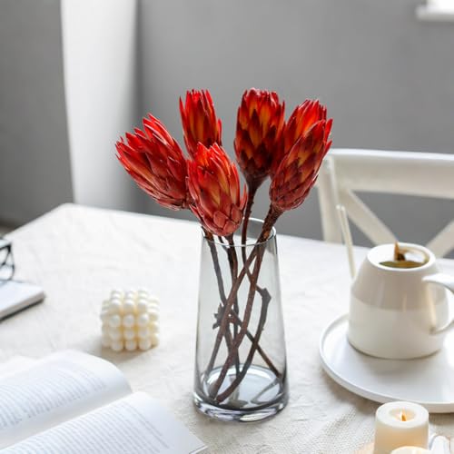 4 tallos de Protea Repens seca natural para decoración miniatura 7