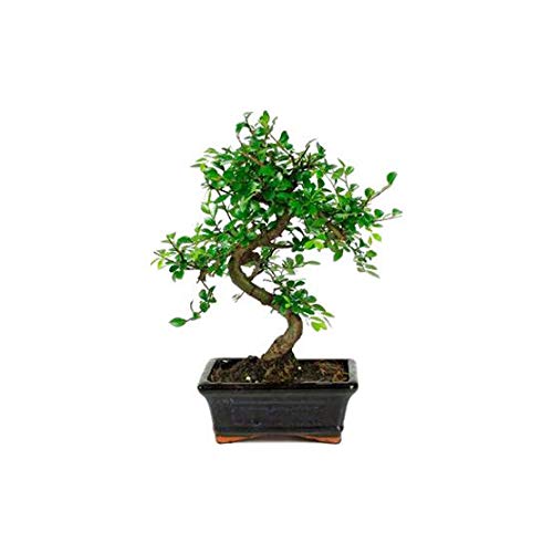 Bonsái 6 Años Zelkova Parvifolia Olmo Planta Natural de Interior Bonsái Pequeño