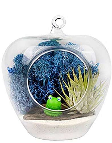 Virya Hanging Glass Planters - Apple Shape, Clear Borosilicate Glass, Indoor/Outdoor Decoration 4