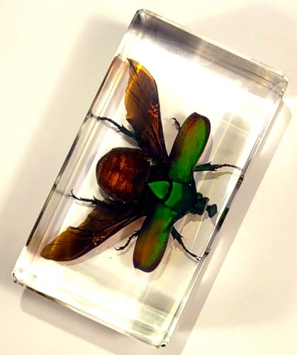 Image of 73mm Large Real Unicorn Green Chafer Beetle w /Open Wings in Crystal Clear Lucite Resin Crafts Specimen Preserved Insect Bug Taxidermy Collection for Biology Science Education & Desk Ornament Display
