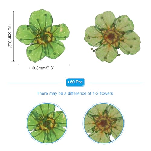 Flores secas prensadas verdes, 60 piezas para manualidades miniatura 2
