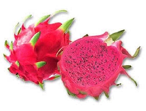 Yunakesa 20 Seeds Purple Dragon Fruit (Pitaya / Pitahaya / Strawberry Pear) Hylocereus Undatus Caus Lulu Certified Can Grow In Pot/Garden #TOP5