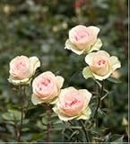 120 Real Fresh Spray Rose, Chablis